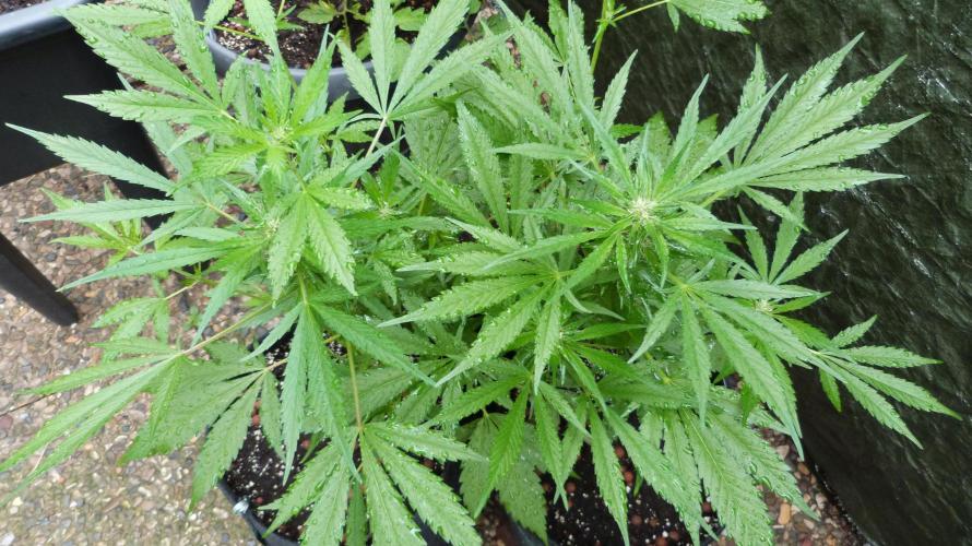 3in1 OUTDOOR Apricot Automatic FastBuds. Week 8