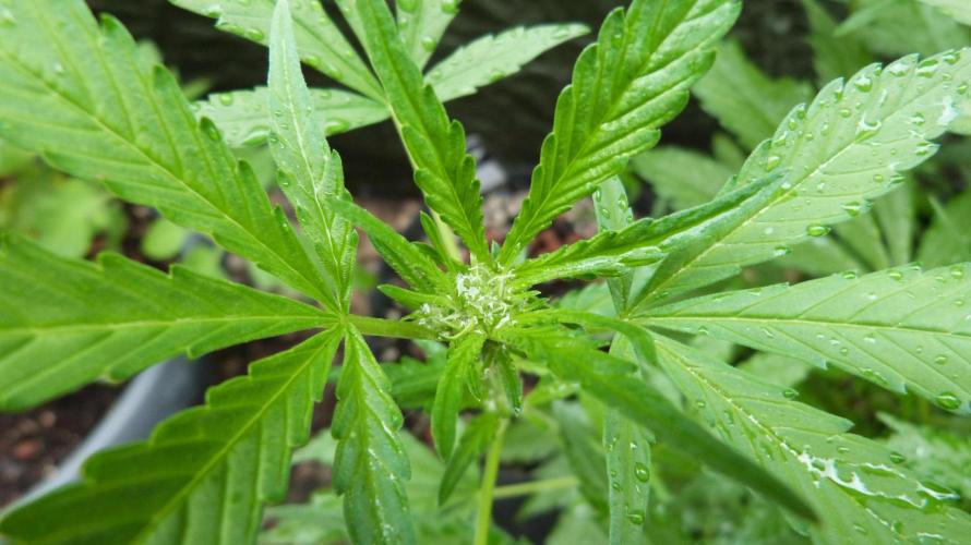 3in1 OUTDOOR Apricot Automatic FastBuds. Week 8