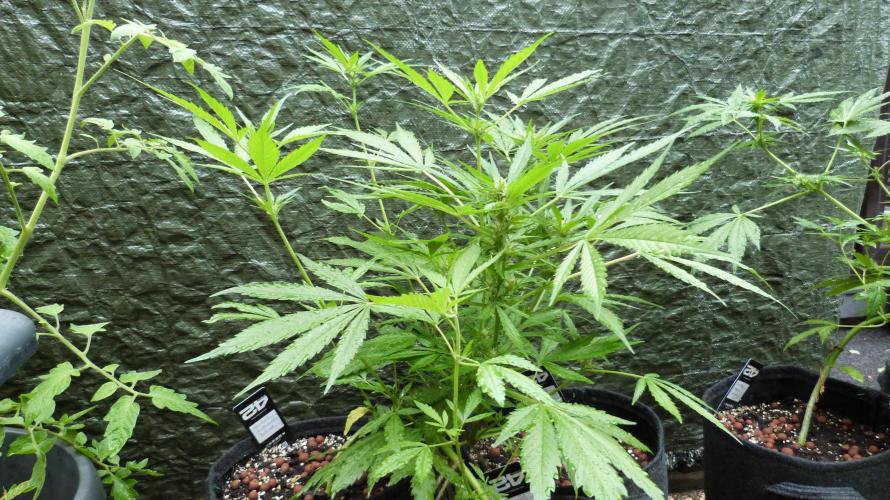 Apricot Auto. Week 8