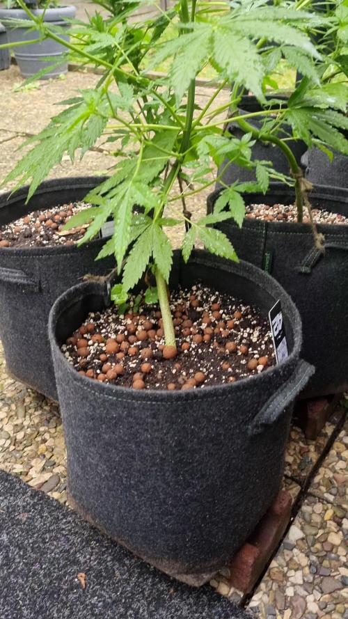 3in1 Outdoor Lemon Cherry Cookies Auto