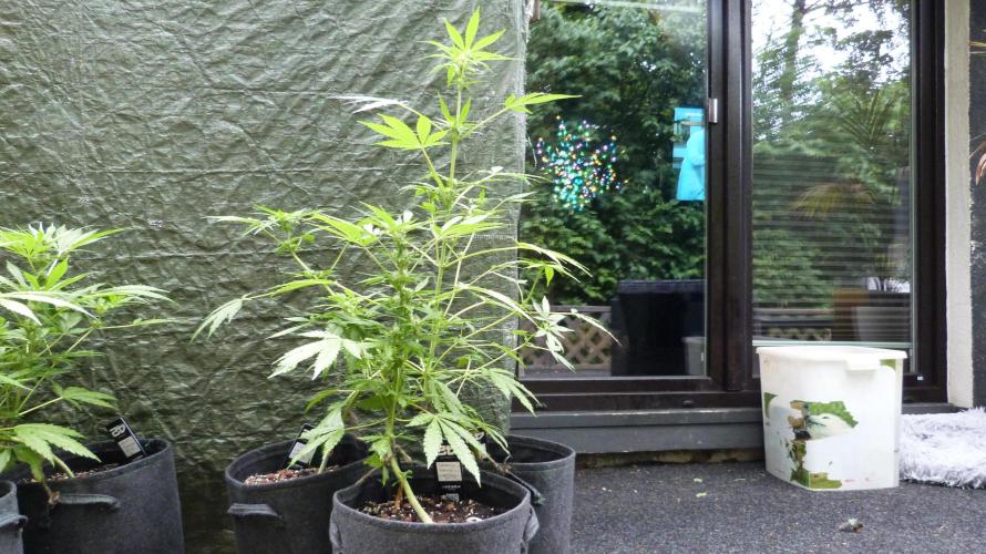 3in1 Outdoor Lemon Cherry Cookies Auto. Week 8