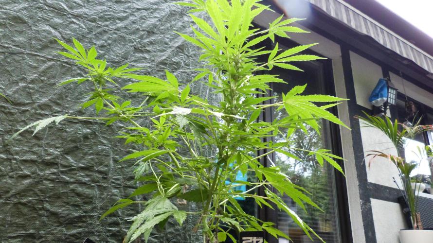 3in1 Outdoor Lemon Cherry Cookies Auto. Week 8