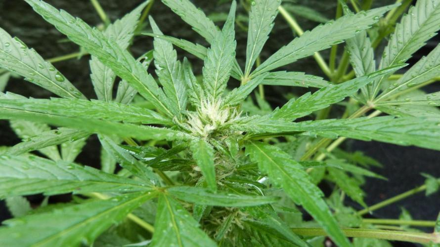 3in1 Outdoor Lemon Cherry Cookies Auto. Week 8