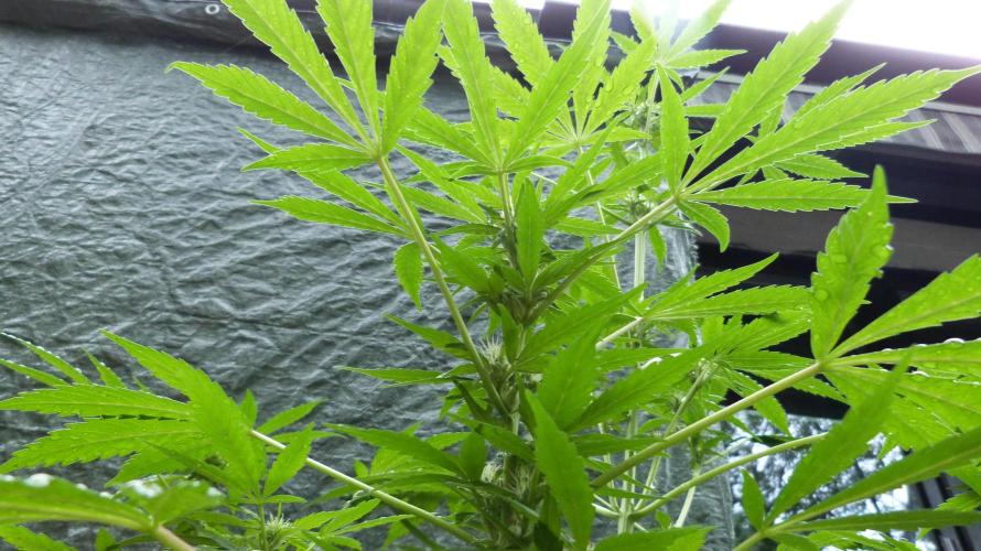 3in1 Outdoor Lemon Cherry Cookies Auto. Week 8
