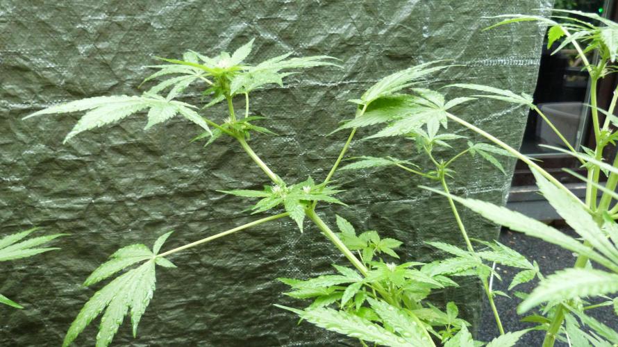 3in1 Outdoor Lemon Cherry Cookies Auto. Week 8