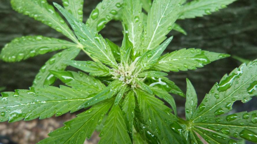 3in1 Outdoor Lemon Cherry Cookies Auto. Week 8