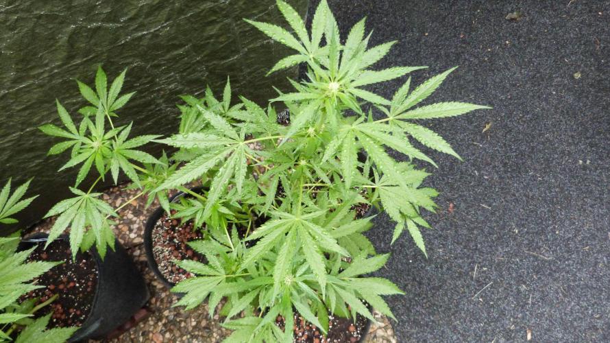 3in1 Outdoor Lemon Cherry Cookies Auto. Week 8