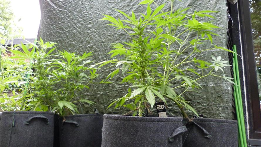 3in1 Outdoor Lemon Cherry Cookies Auto. Week 8