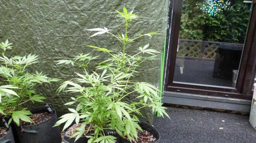 3in1 Outdoor Lemon Cherry Cookies Auto. Week 8
