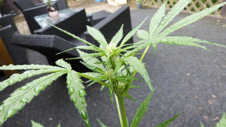 3in1 Outdoor Lemon Cherry Cookies Auto. Week 8