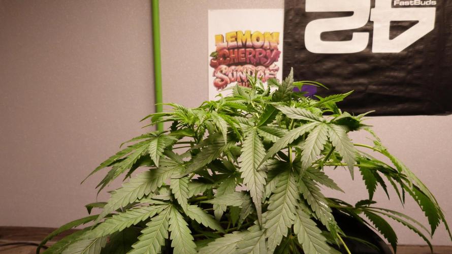 NEW Lemon Cherry Sundae RDWC. Week 6