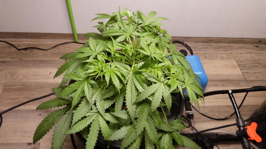 NEW Lemon Cherry Sundae RDWC. Week 6