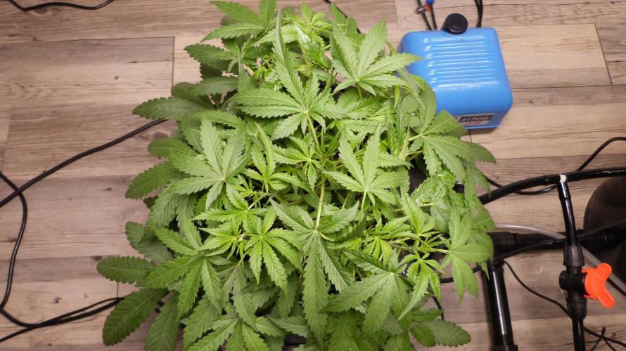 NEW Lemon Cherry Sundae RDWC. Week 6