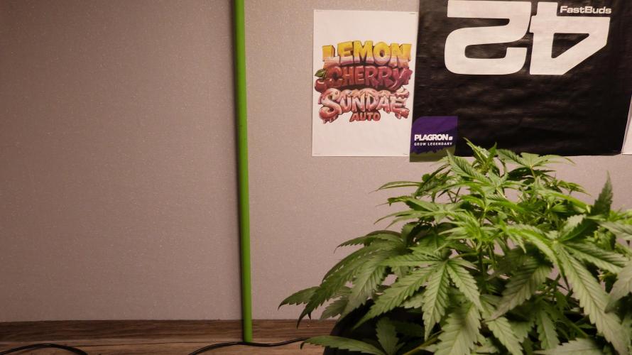NEW Lemon Cherry Sundae RDWC. Week 6
