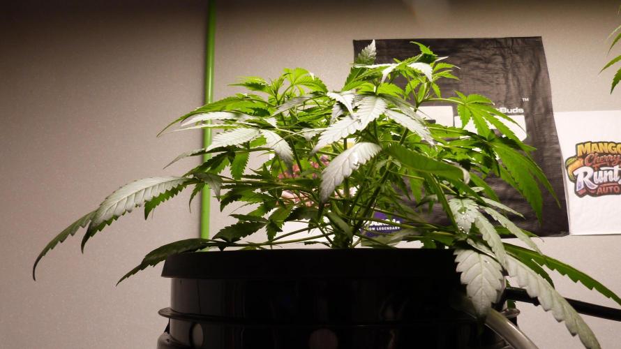Grow Tent S448 48"x48"x80". Week 6