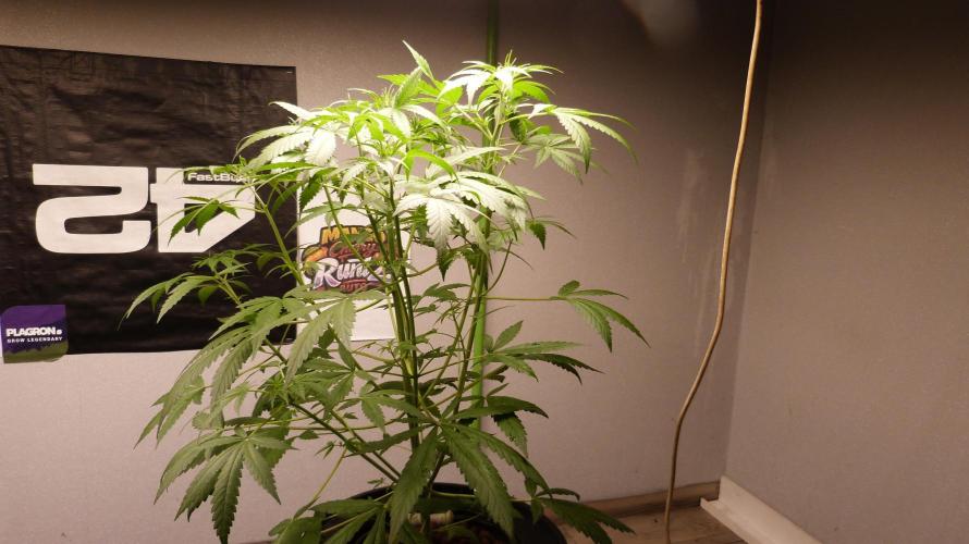 NEW Mango Cherry Runtz Automatic RDWC. Week 6