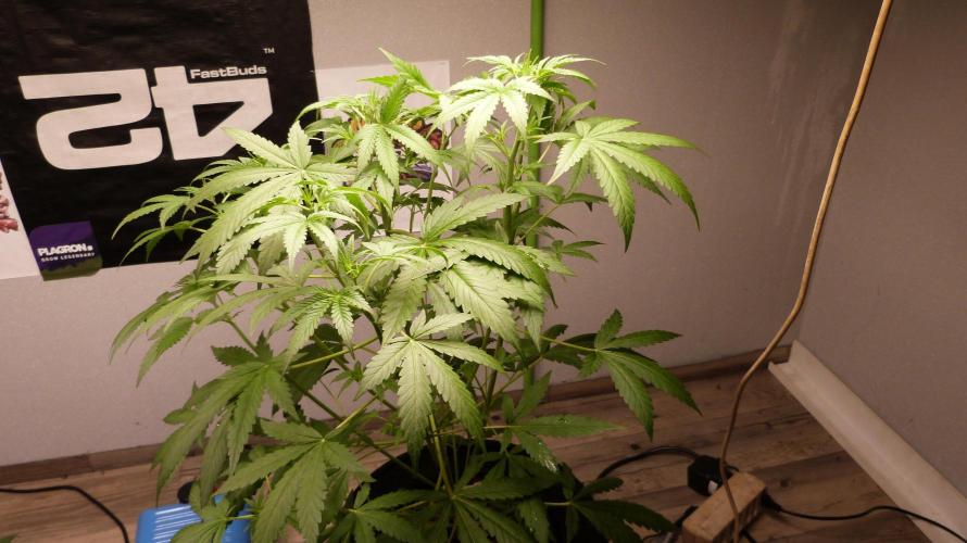 NEW Mango Cherry Runtz Automatic RDWC. Week 6