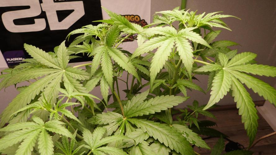 NEW Mango Cherry Runtz Automatic RDWC. Week 6