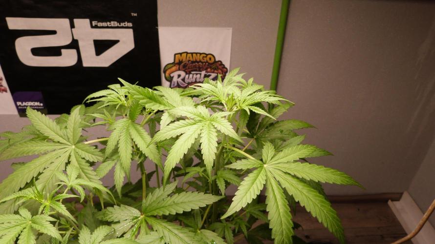 NEW Mango Cherry Runtz Automatic RDWC. Week 6