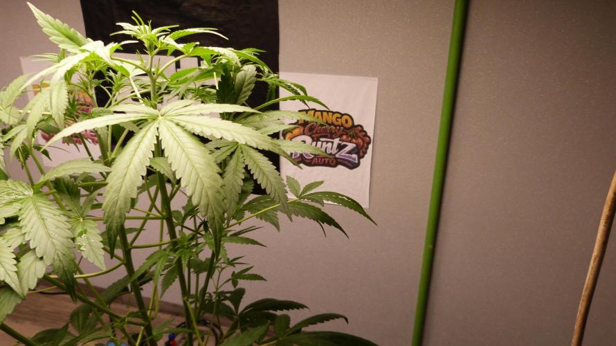 NEW Mango Cherry Runtz Automatic RDWC. Week 6