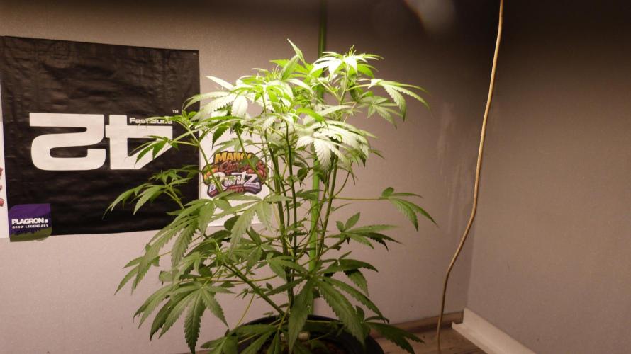 NEW Mango Cherry Runtz Automatic RDWC. Week 6