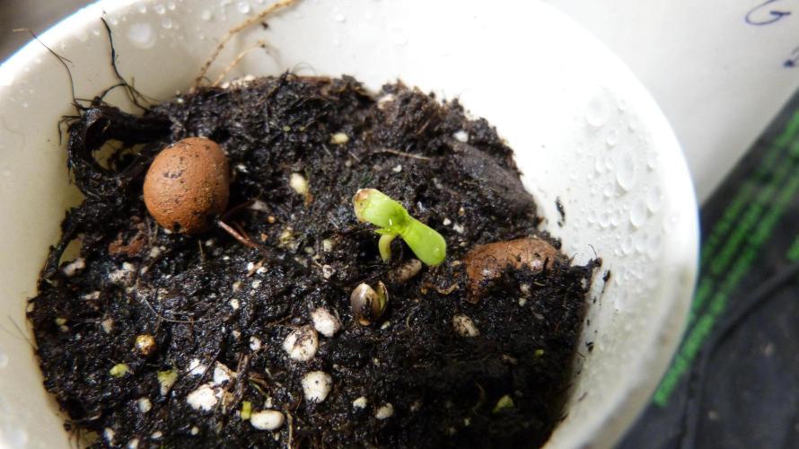 GoodGenetix G-Donutz Automatic. Week 1 - #2