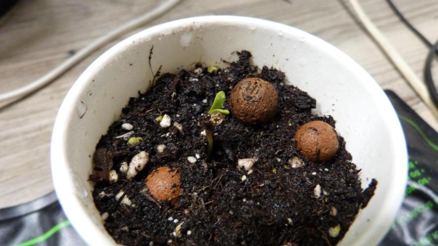 GoodGenetix G-Donutz Automatic. Week 1 - #3
