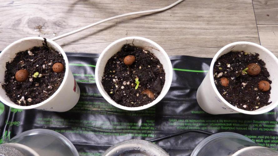 GoodGenetix G-Donutz Automatic. Week 1 - all3