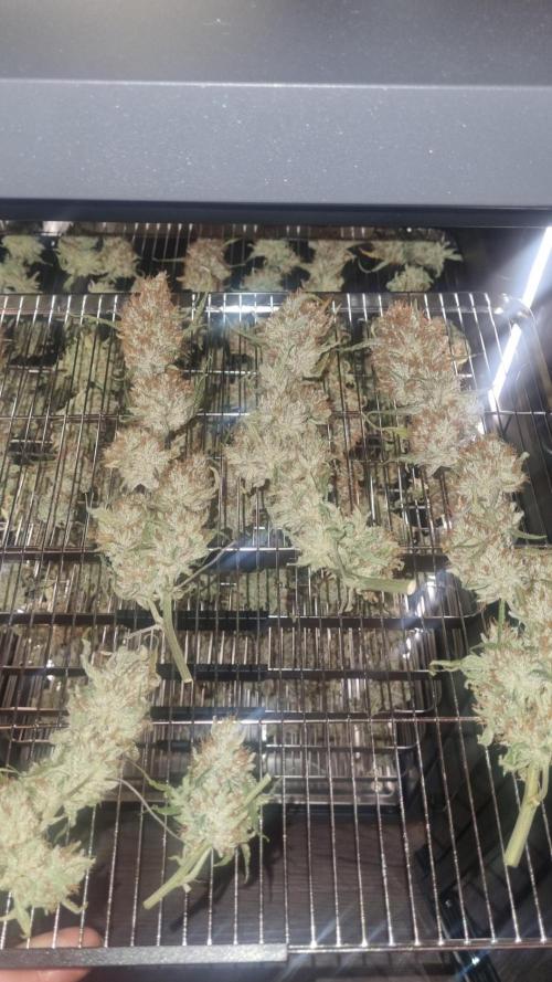 Guava Runtz Automatic. Week 14