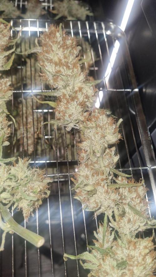 Guava Runtz Automatic. Week 14