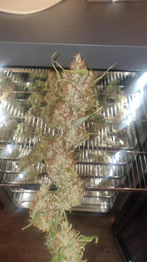 Guava Runtz Automatic. Week 14