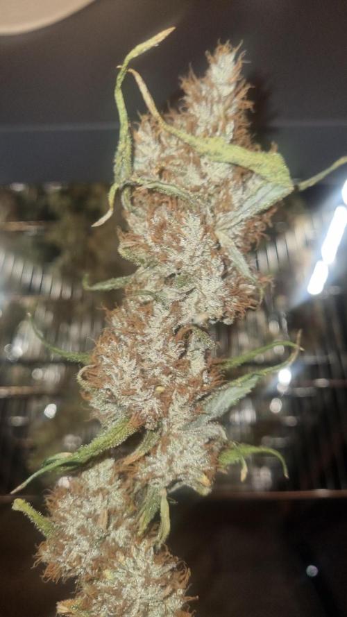 Guava Runtz Automatic. Week 14