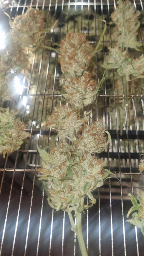 Guava Runtz Automatic. Week 14