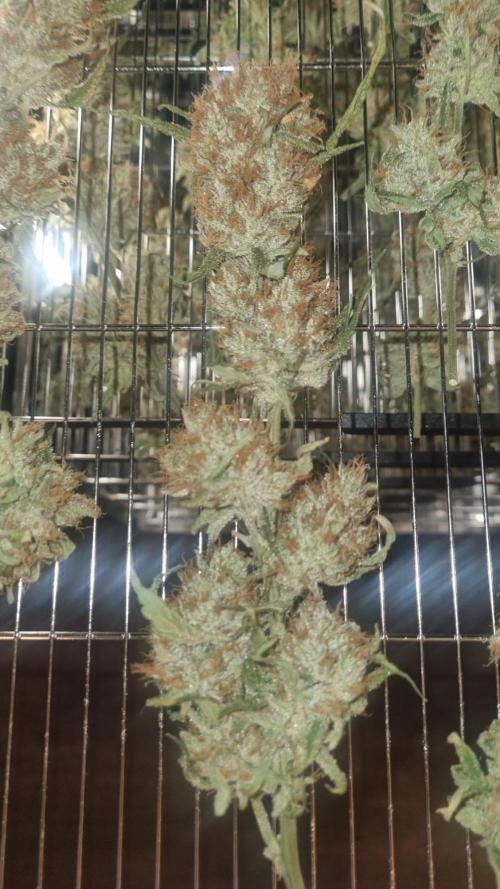 Guava Runtz Auto. Week 14