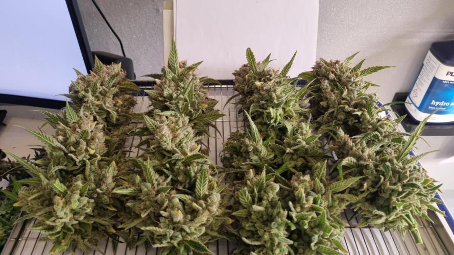 Banana Guava. Week 16