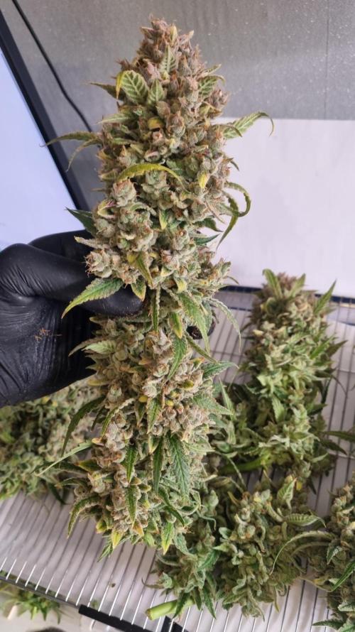 Banana Guava. Week 16