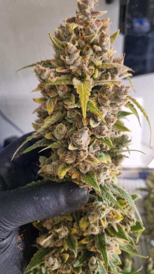 Banana Guava. Week 16