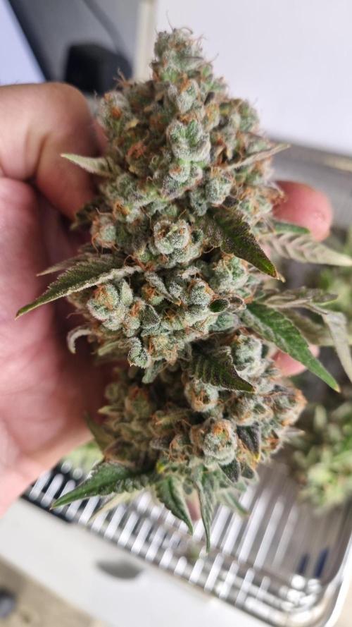 Mendo Frost Automatic. Week 15