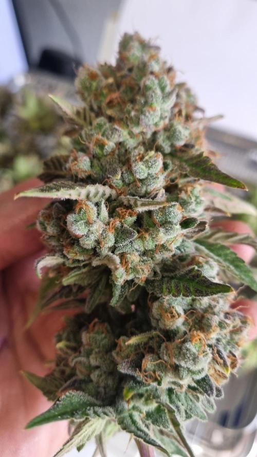 Mendo Frost Auto. Week 15