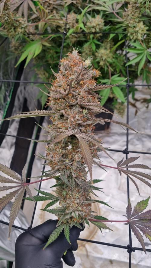 Mendo Guava Automatic. Week 16