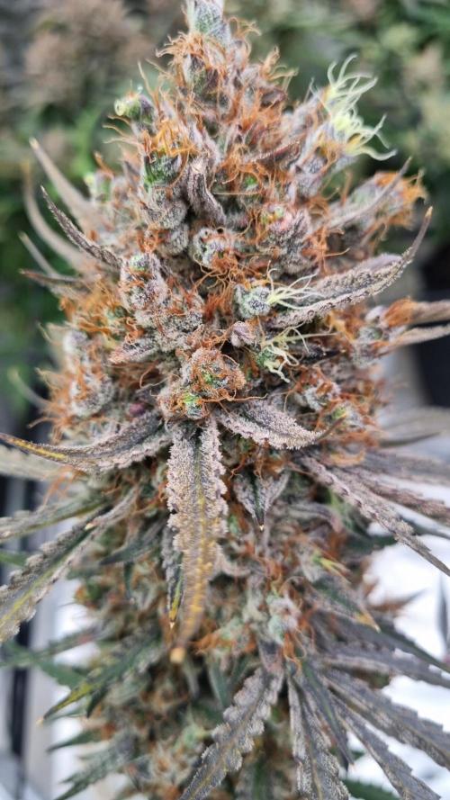 Mendo Guava Automatic. Week 16