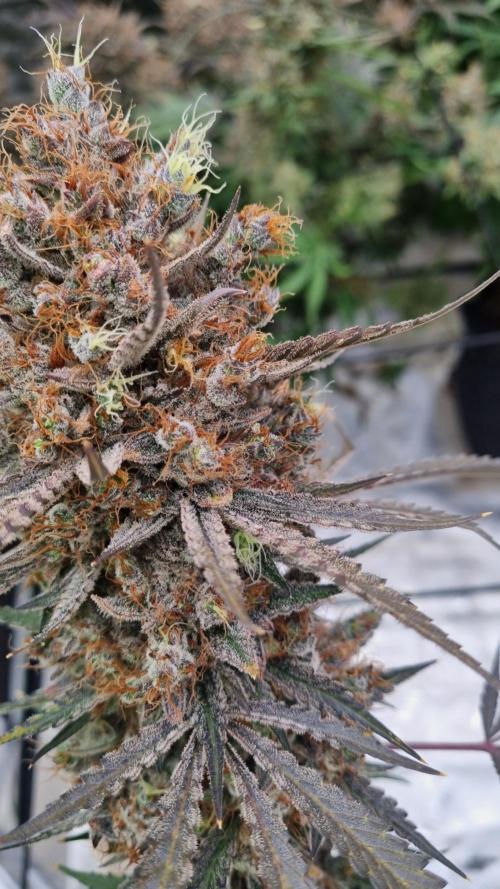 Mendo Guava Automatic. Week 16