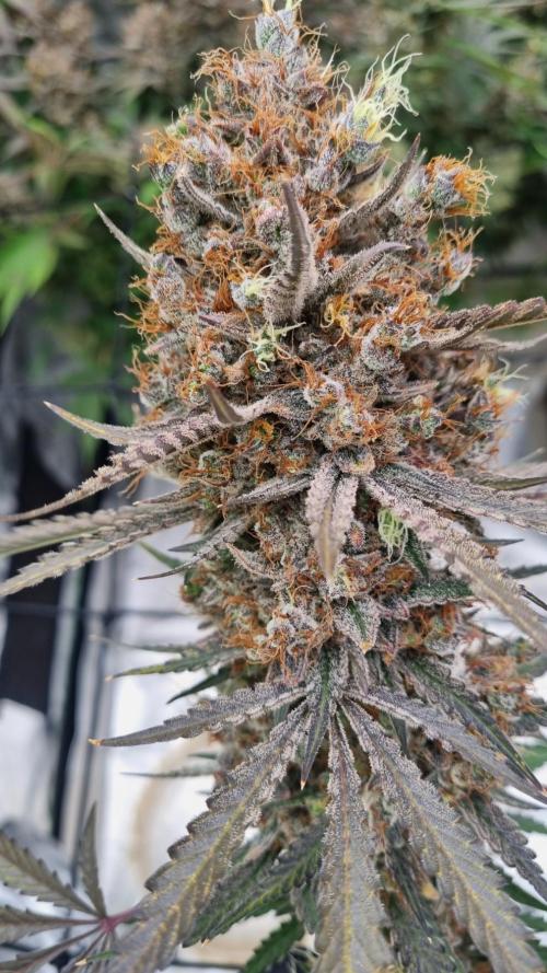 Mendo Guava Automatic. Week 16