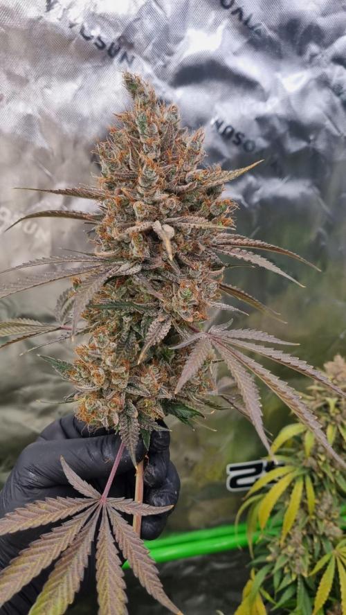 Mendo Guava Automatic. Week 16