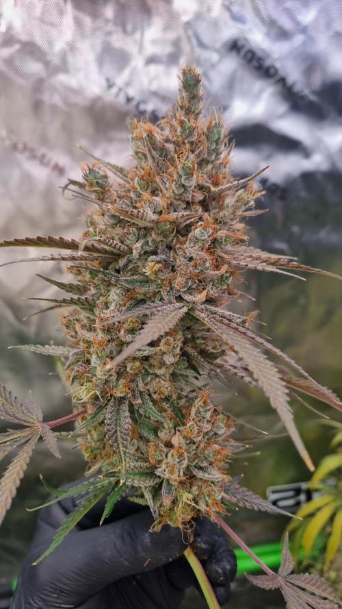 Mendo Guava Automatic. Week 16