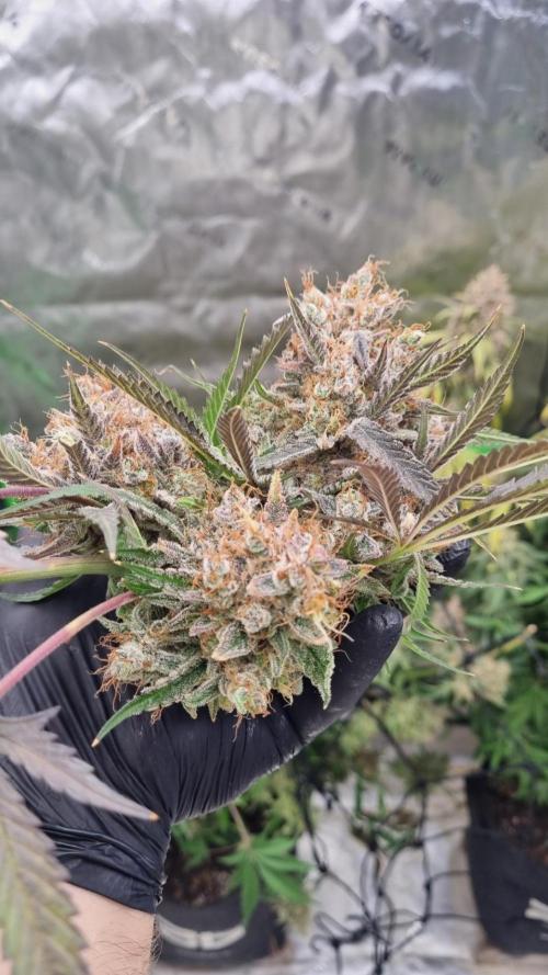 Mendo Guava Automatic. Week 16