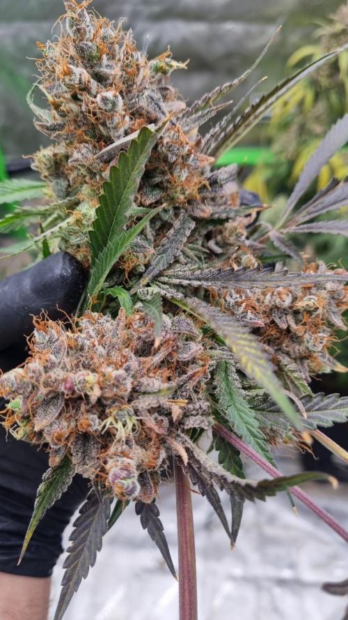 Mendo Guava Automatic. Week 16