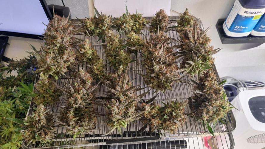 Mendo Guava Automatic. Week 16