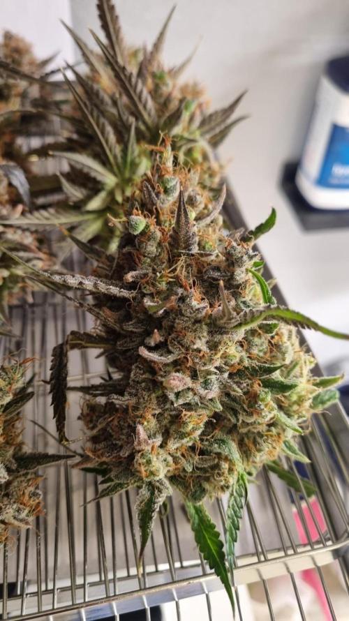 Mendo Guava Automatic. Week 16