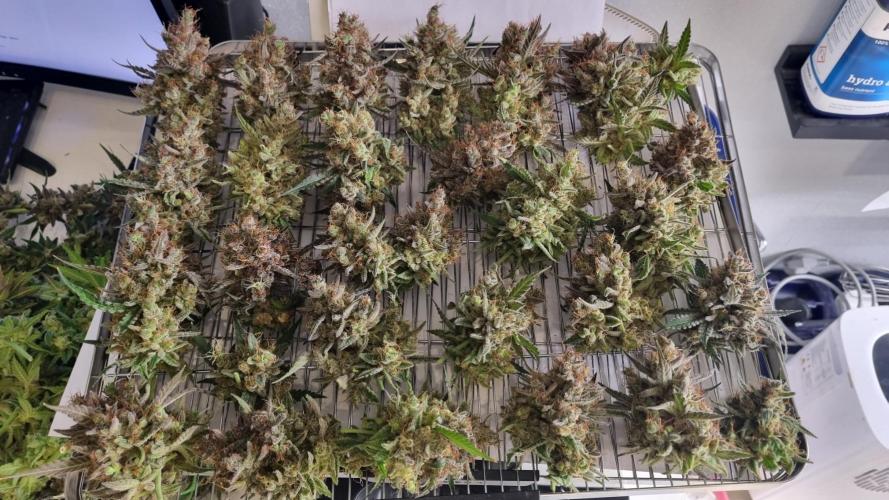 Mendo Guava Automatic. Week 16